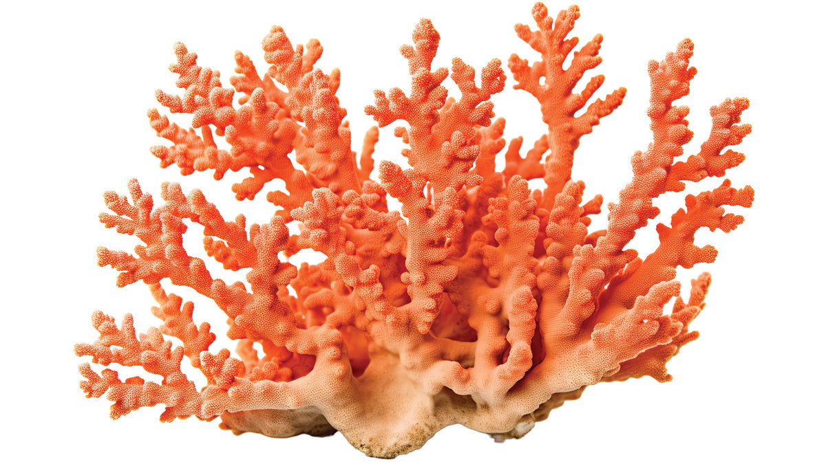 Corals | thefishtankdb