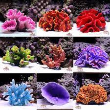 Corals