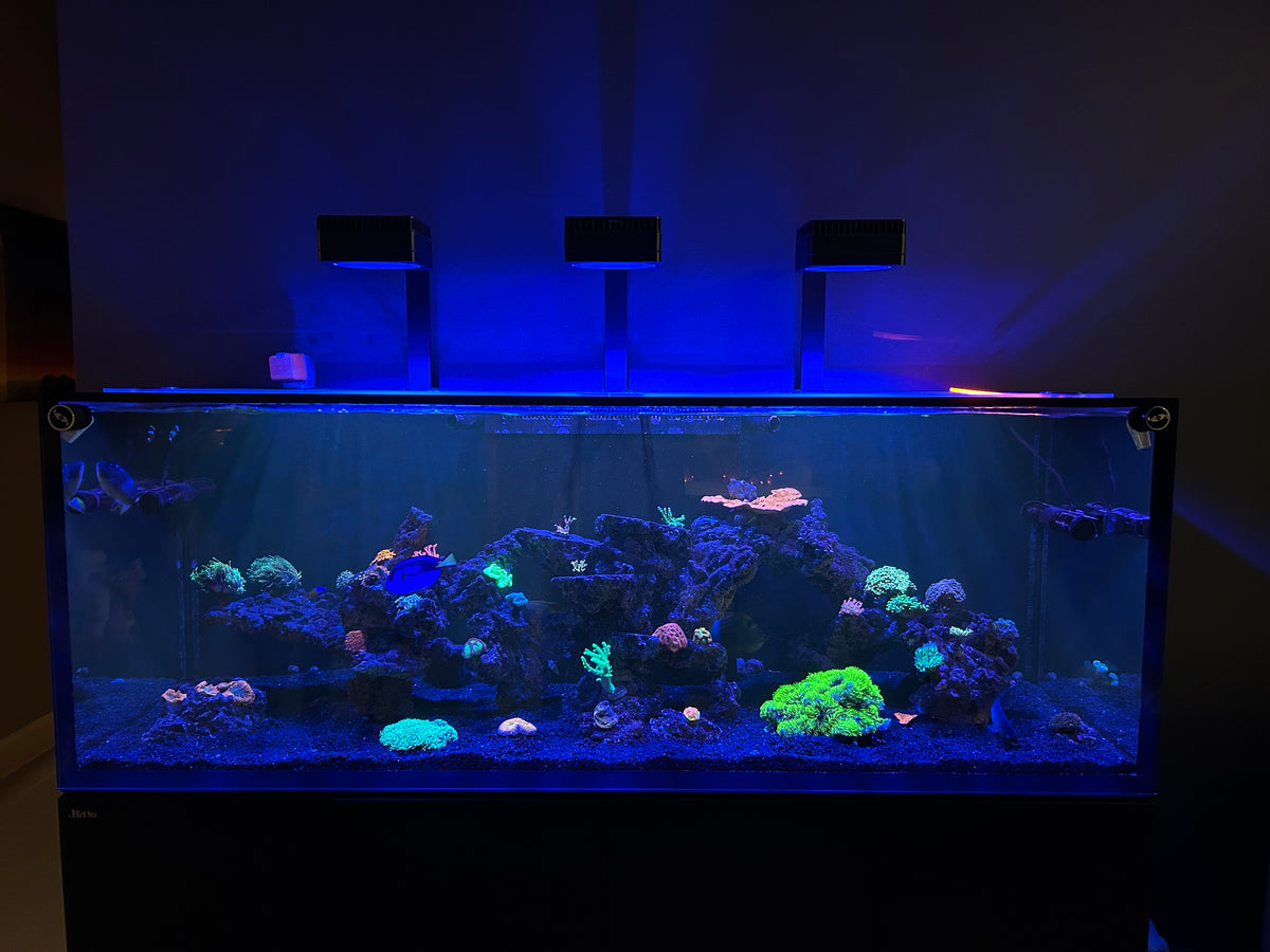 Aquarium with coral and Blue Lights Overhead 