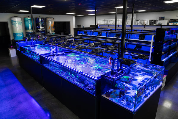 The Fish Tank